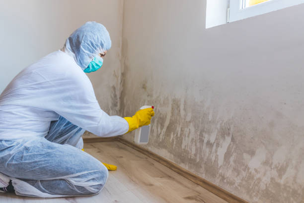 Licensed Mold Testing service in Braintree, MA - WQB Mold Removal